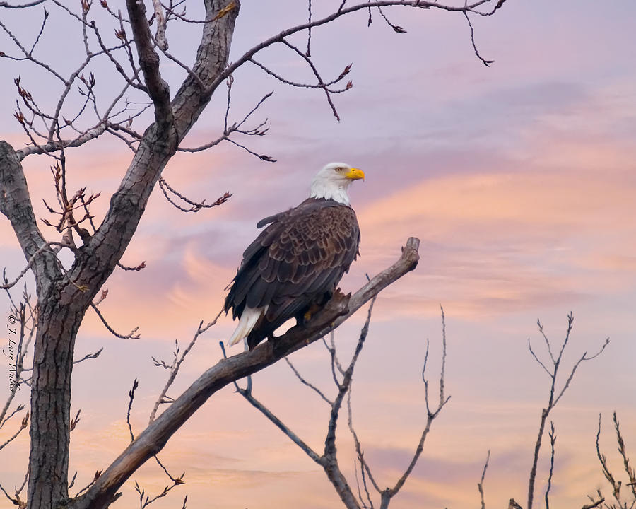 Bald Eagle Watching The Sunrise Digital Art by J Larry Walker