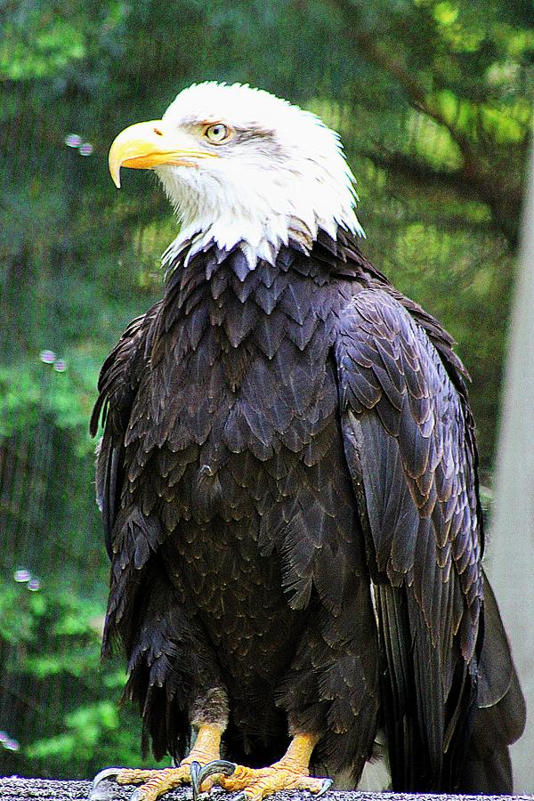 Bald Eagle Photograph by Wayne Toutaint