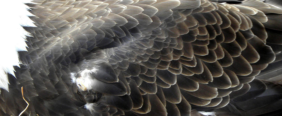 Bald Eagle Wing Photograph by Kim Galluzzo