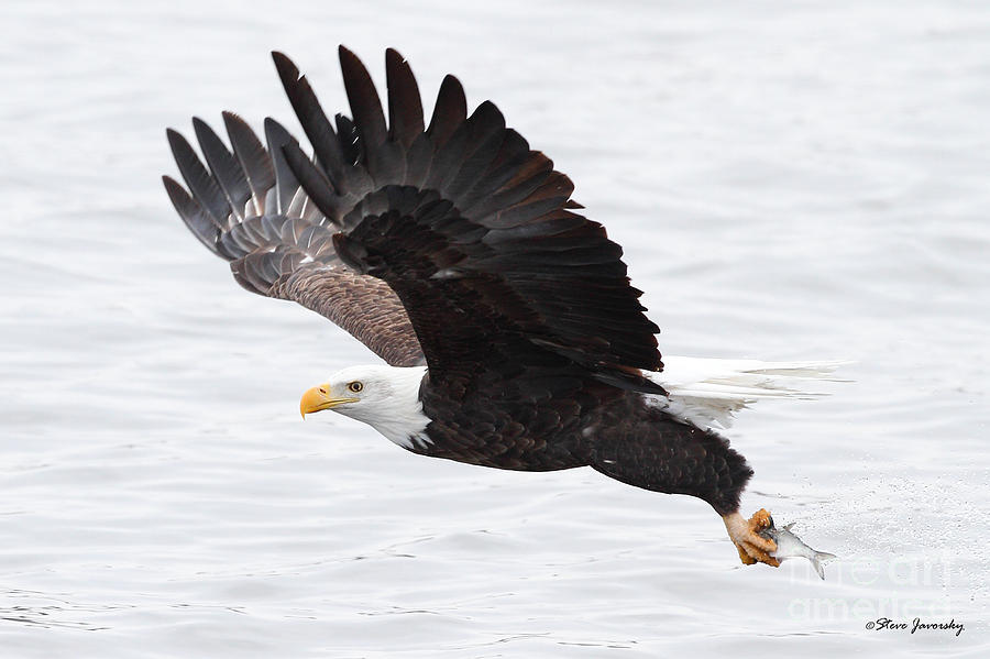 Bald Eagle with Fish Photograph by Steve Javorsky