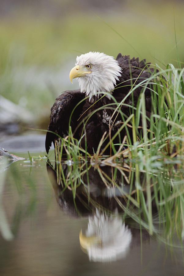 Bald Eagle With Reflection At The Edge Photograph by Tim Fitzharris