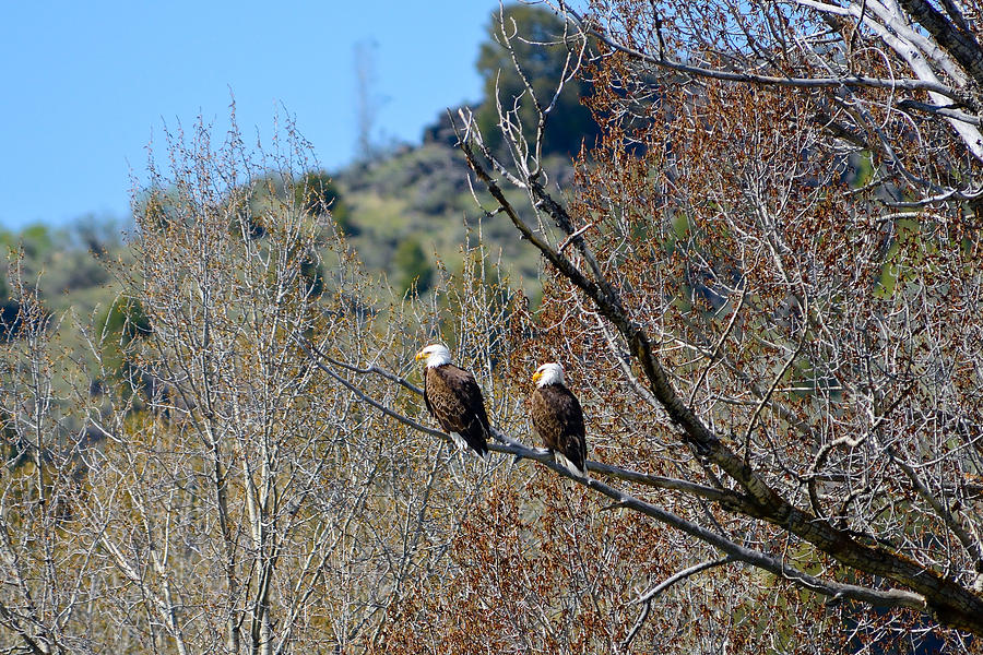Bald Eagles Photograph by Greg Norrell