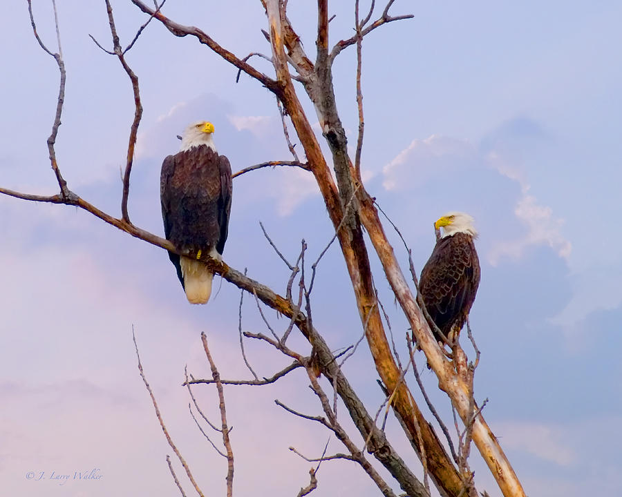 Bald Eagles High And Lifted Up Photograph by J Larry Walker