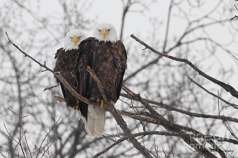 Bald Eagles in a Tree Photograph by Steve Javorsky