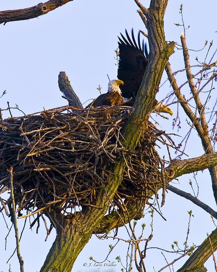 Bald Eagles In Nest Digital Art by J Larry Walker
