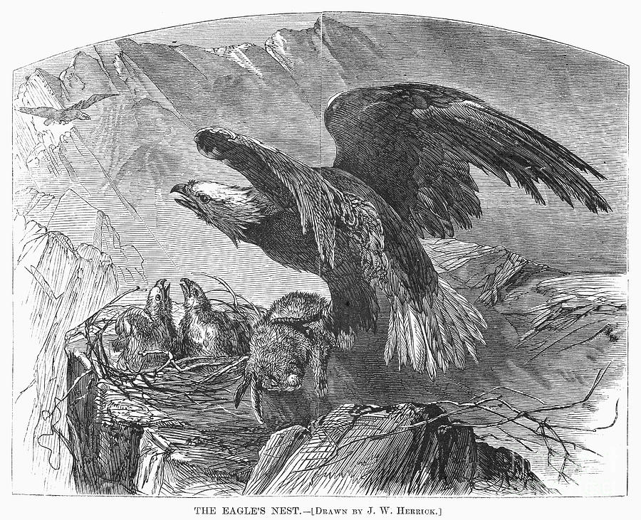 Bald Eagles: Nest Photograph by Granger