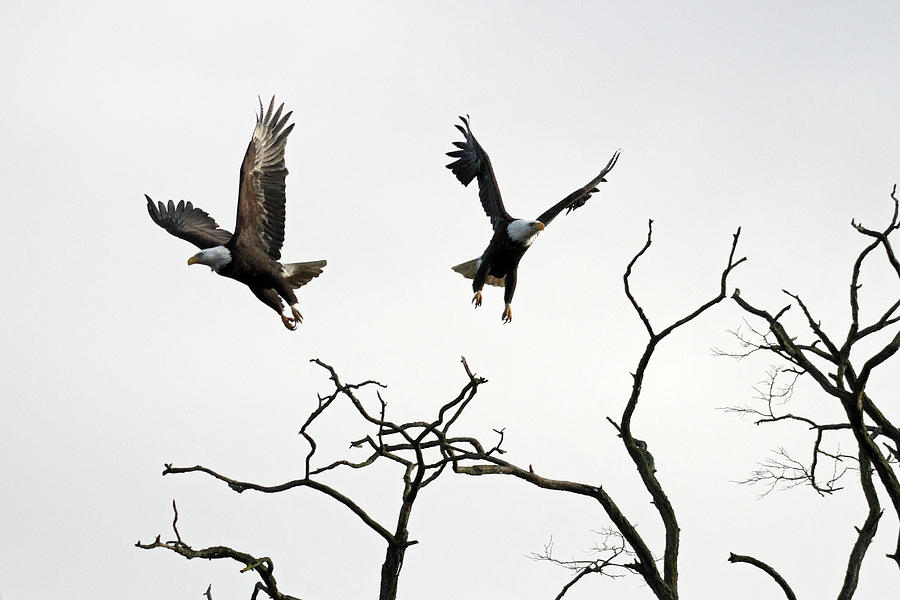 Bald Eagles taking flight Photograph by Pierre Leclerc Photography