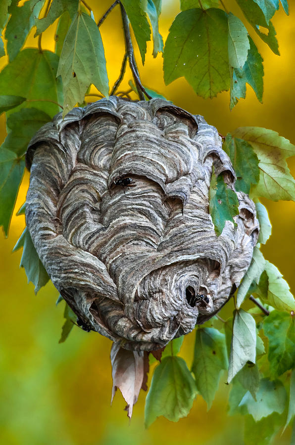 Bald-faced Hornet Nest Photograph by Brian Stevens