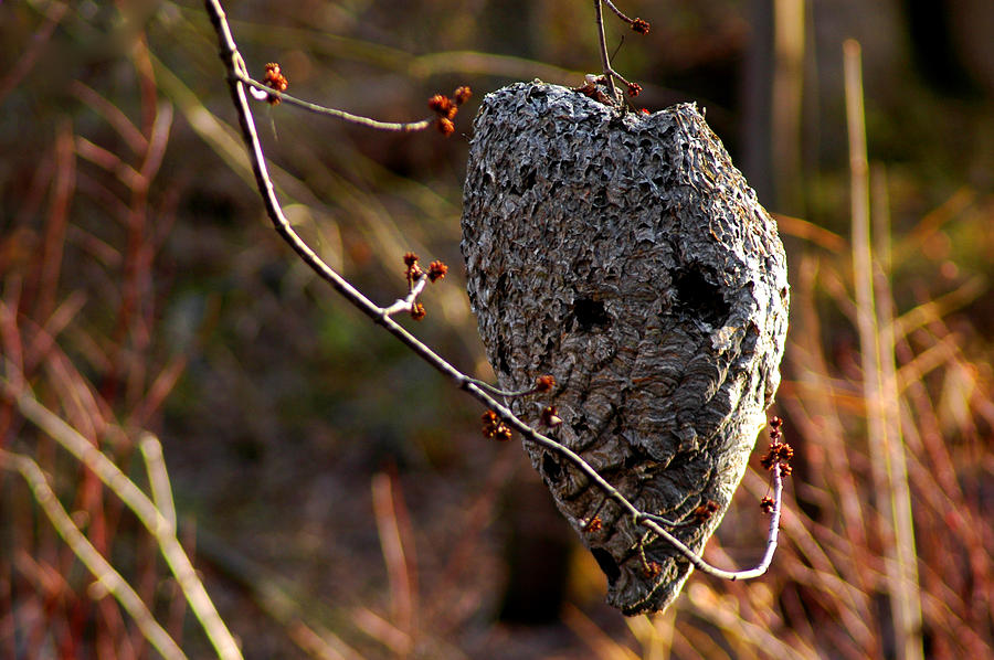 Bald faced hornet nest  Photograph by LeeAnn McLaneGoetz McLaneGoetzStudioLLCcom