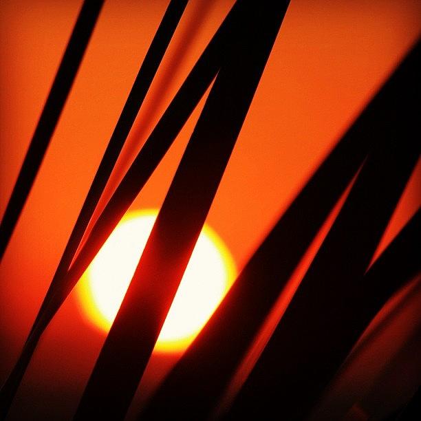 #baldhead Sunrise And Grasses Photograph by Nadine Rippelmeyer