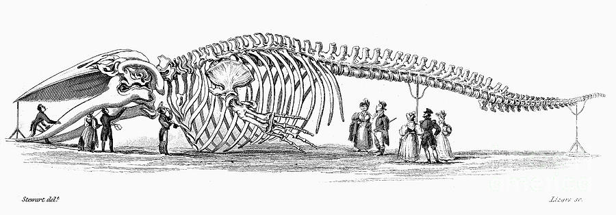 Baleen Whale Skeleton Photograph by Granger