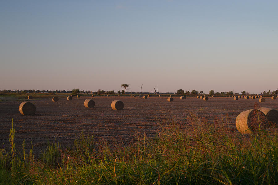 Bales In Peanut Field 1 Photograph