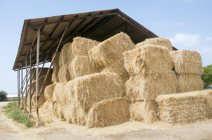 Bales Of Straw, Israel Photograph by Photostock-israel