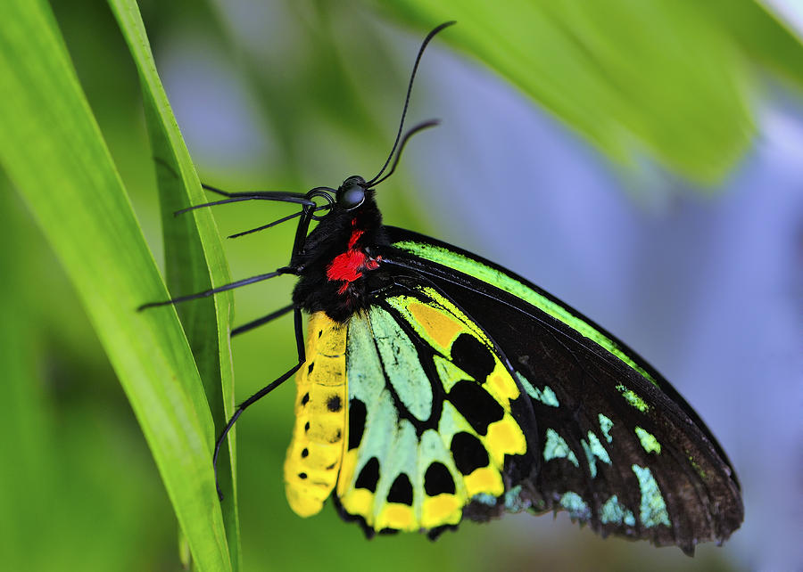 Bali Butterfly Photograph by Bill Dodsworth