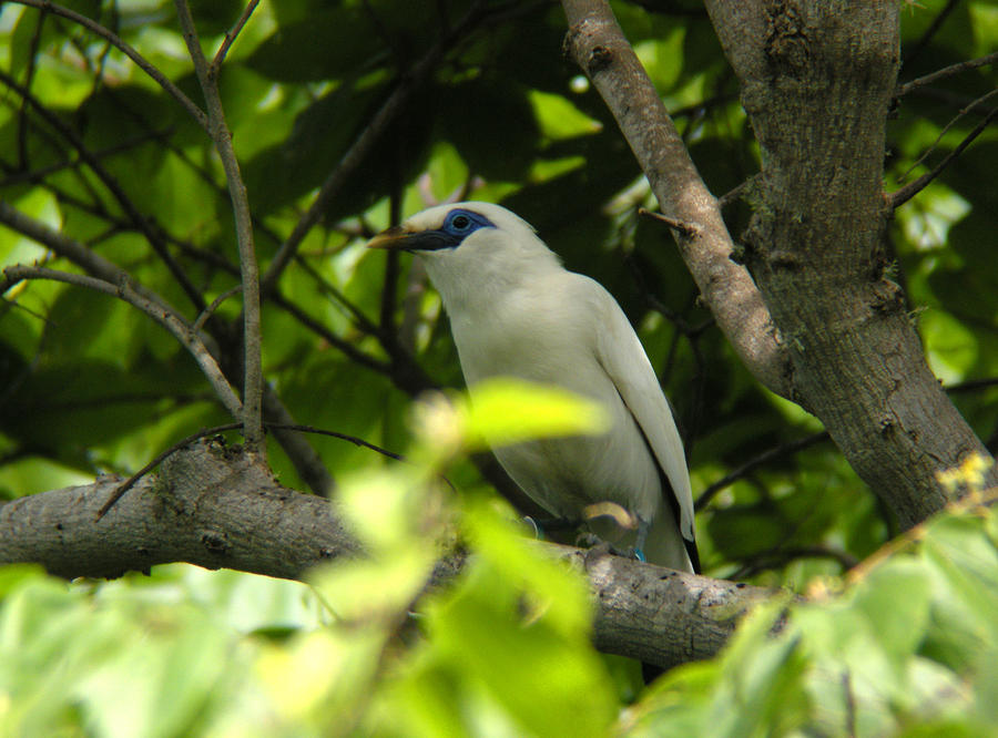 Bali Starling Photograph by Perry Van Munster