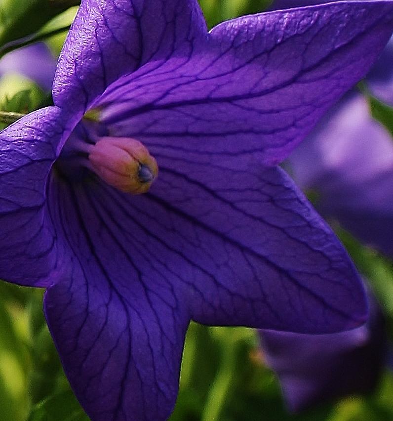 Nature Photograph - Balloon Flower by Bruce Bley