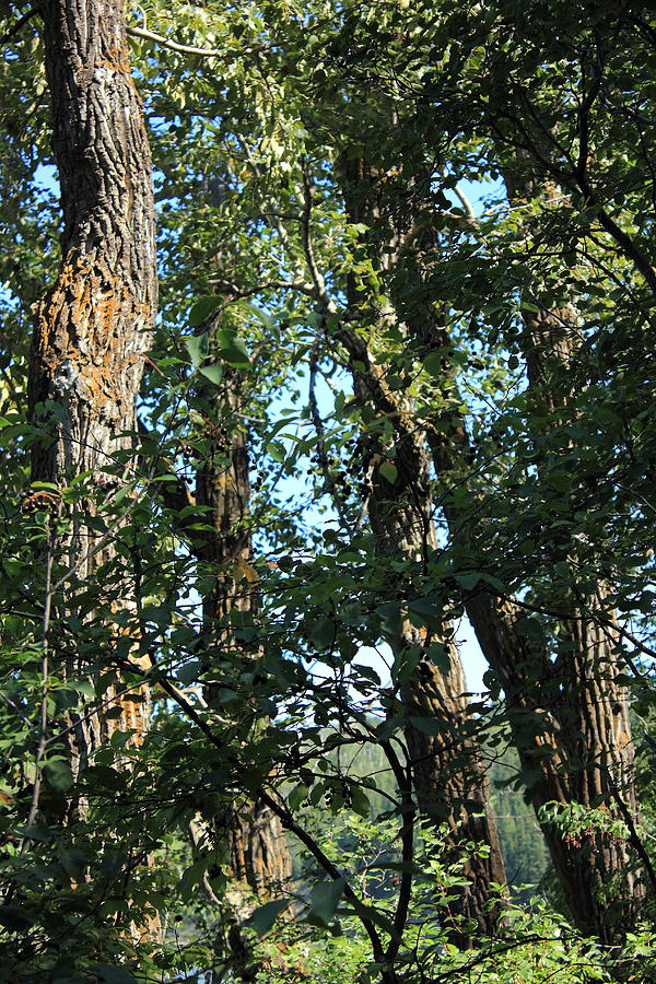 Balsam Poplar trees Photograph by Jim Sauchyn