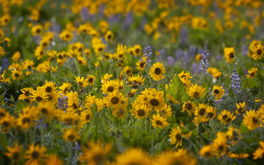 Balsamroot and Lupine Photograph by Jon Ares