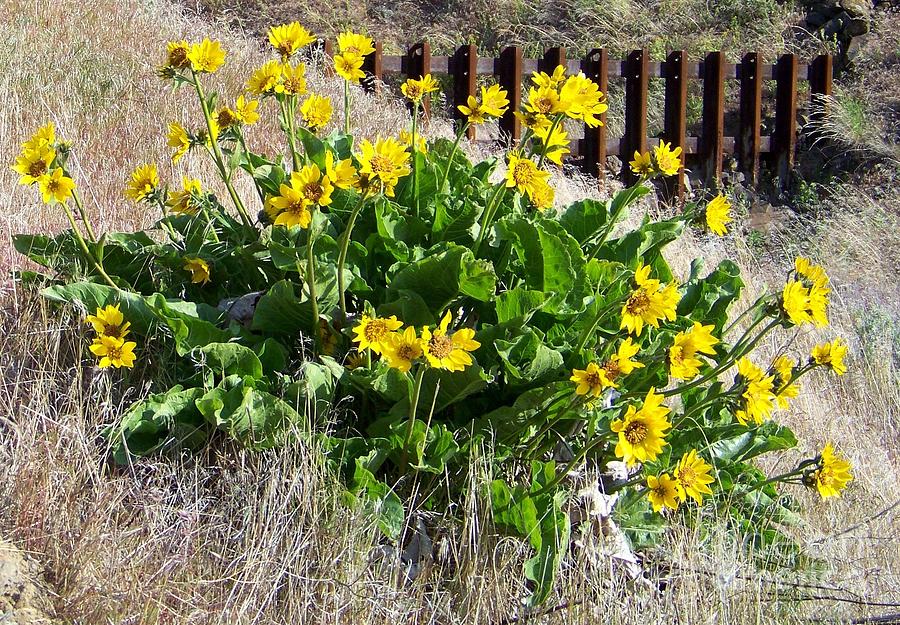 Flower Photograph - Balsamroot in the Gorge by Charles Robinson