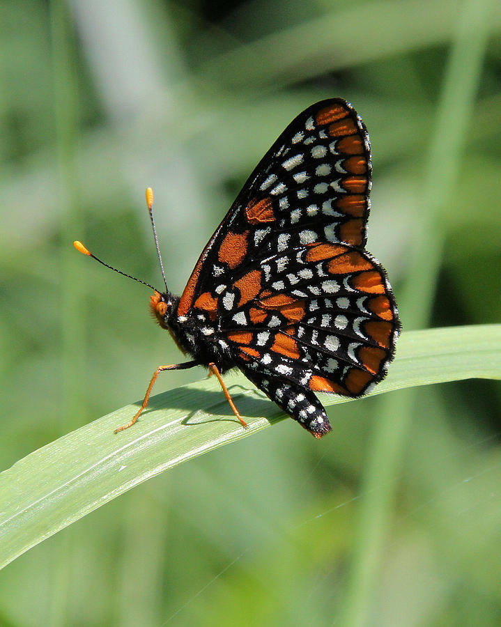 Butterfly Photograph - Baltimore Checkerspot butterfly with wings folded by Doris Potter