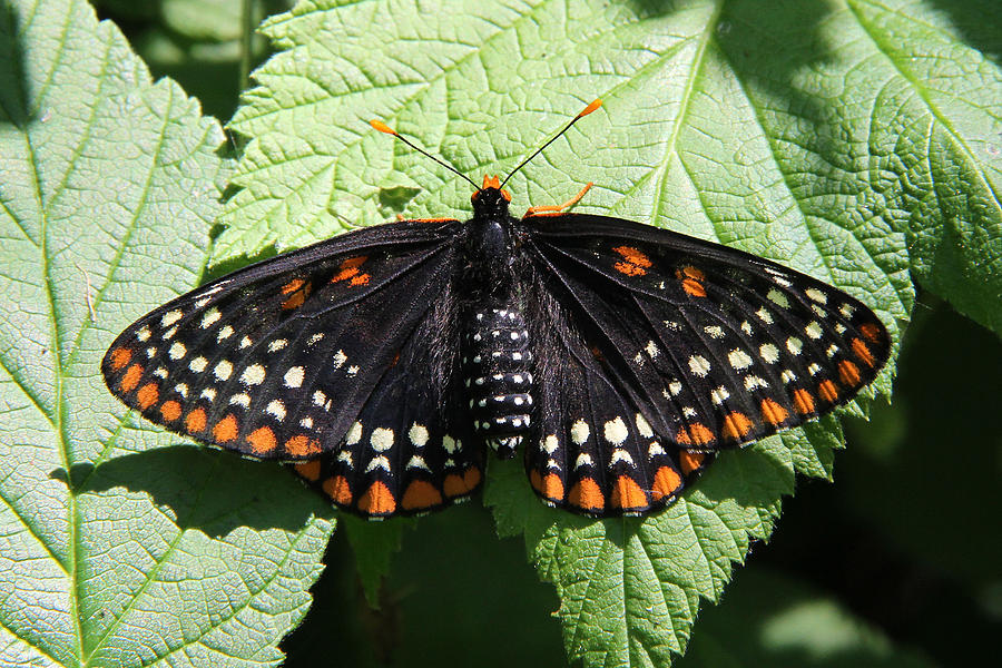 Nature Photograph - Baltimore Checkerspot butterfly with wings spread by Doris Potter