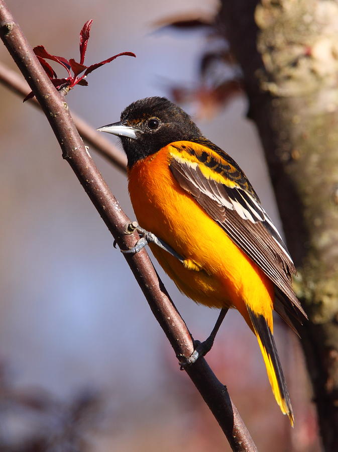 Baltimore Oriole IV Photograph by Bruce J Robinson