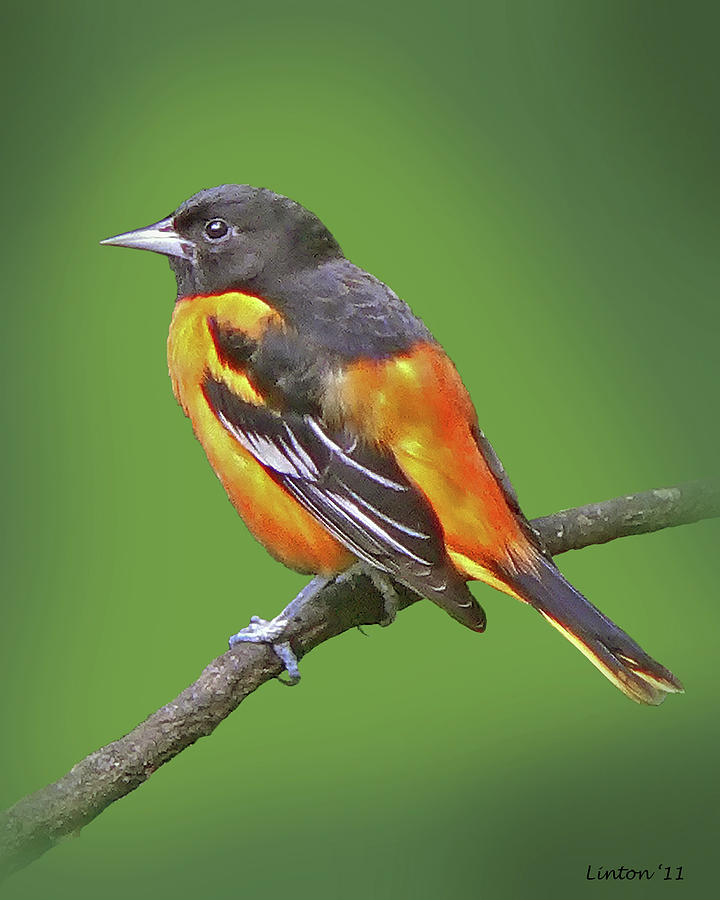 Baltimore Oriole Photograph by Larry Linton