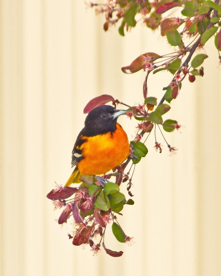 Baltimore Oriole Photograph by Suanne Forster