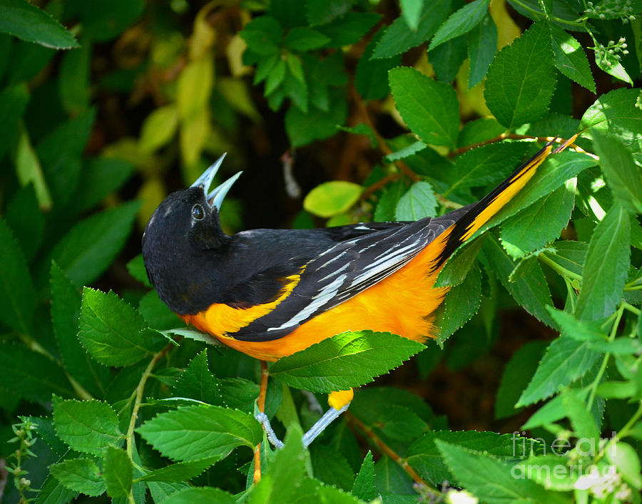 Baltimore Oriole Photograph by Sue Stefanowicz