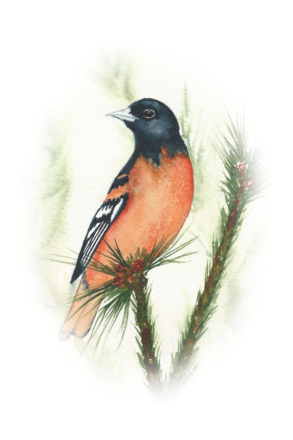 Baltimore Oriole Vignette Painting by Elise Boam