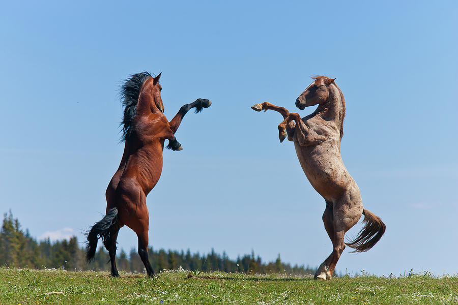 Balttling Stallions Photograph by D Robert Franz