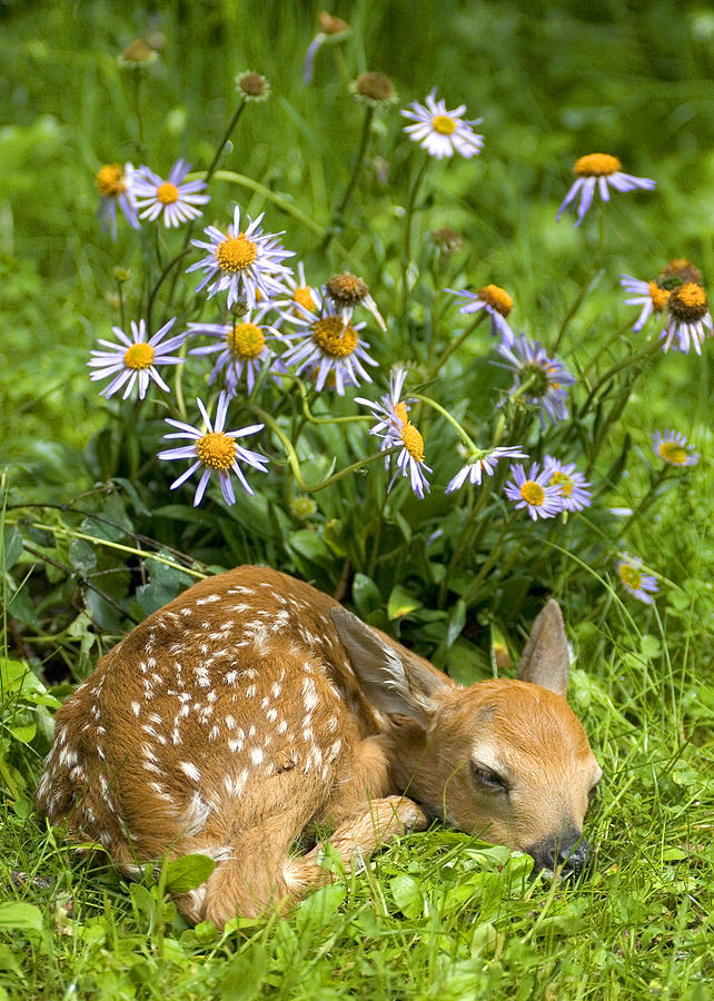 Bambi at rest Photograph by Jack Nevitt