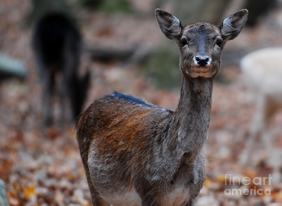 Bambi Photograph By Carol Christopher Fine Art America