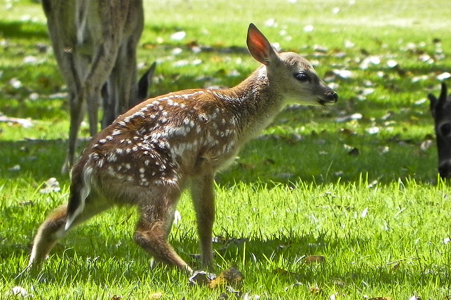 Venison Photograph - Bambi first steps by Jesus Nicolas Castanon Venison Photograph - Bambi first steps by Jesus Nicolas Castanon