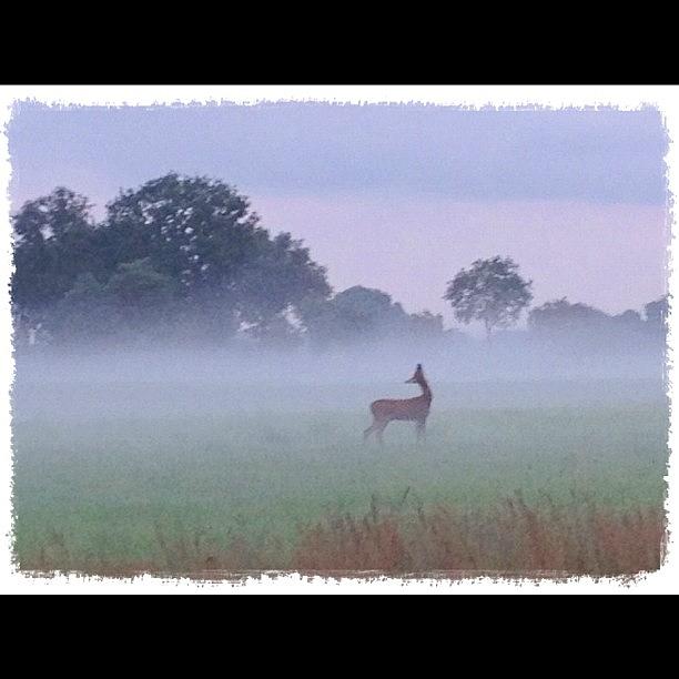 Nature Photograph - #bambi #nature #field #fog by Silke Heyer