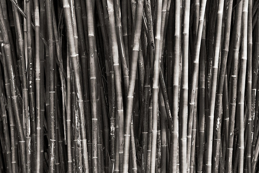 Bamboo 2 Photograph by Patrick Lynch - Fine Art America