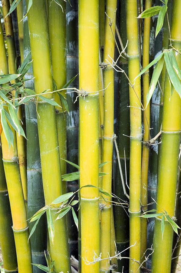 Bamboo 4443 Photograph by Karl Bayer - Pixels