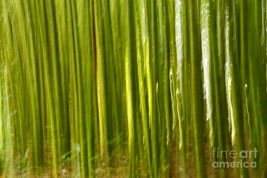 Abstract Photograph - Bamboo abstract by Gaspar Avila