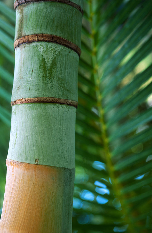 Bamboo Photograph - Bamboo And Fern by Kathy Yates