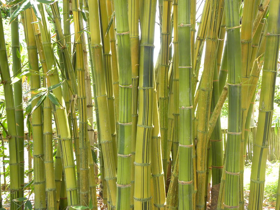 Bamboo Photograph by Anna Baker
