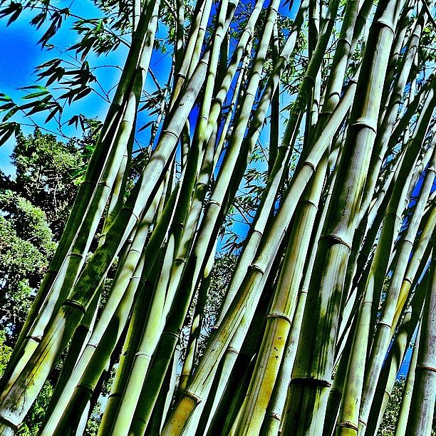 🎍bamboo Photograph by Artist Mind