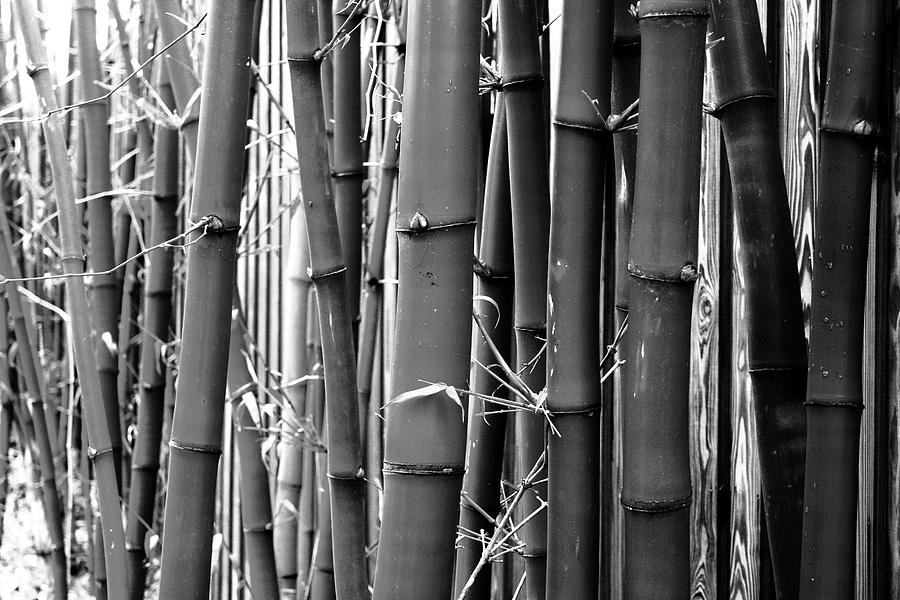 Bamboo Black And White by Maria Young