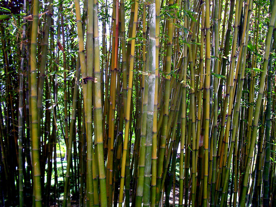 Bamboo Photograph by K W