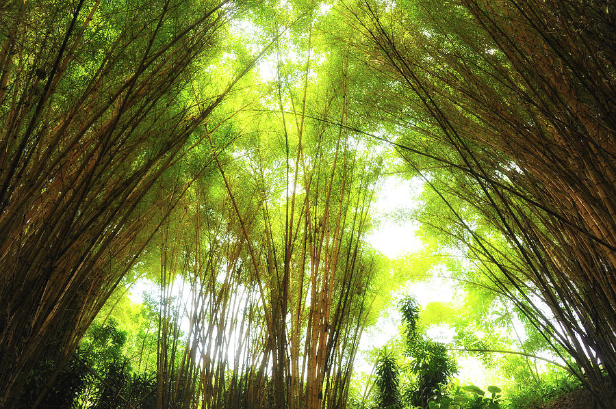 Bamboo Canopy  Photograph by Harry Spitz