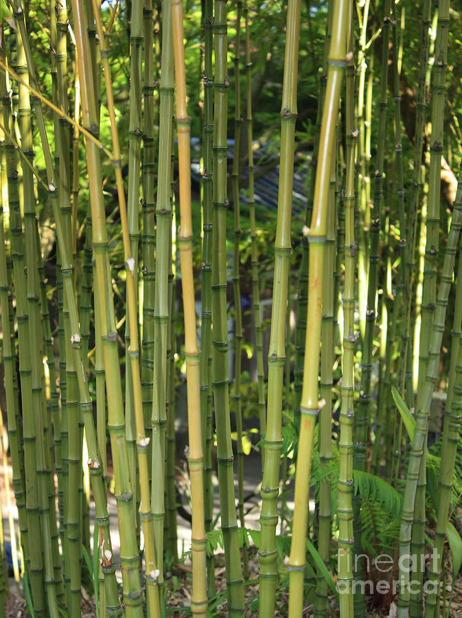 Bamboo Photograph by Carol Groenen