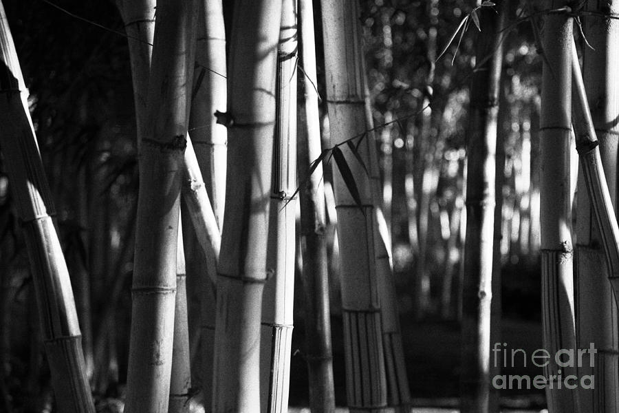 Bamboo Forest Photograph