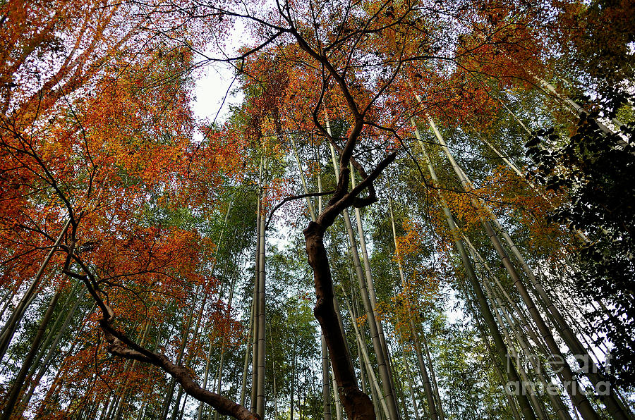 Bamboo forest in Autumn Photograph by Dean Harte