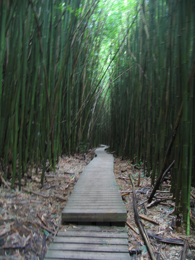 Bamboo Forest Path Photograph by Mark Norman