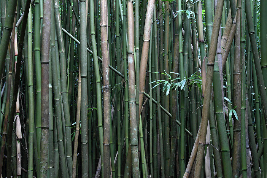 Haleakala National Park Photograph - Bamboo Forest by Pierre Leclerc Photography