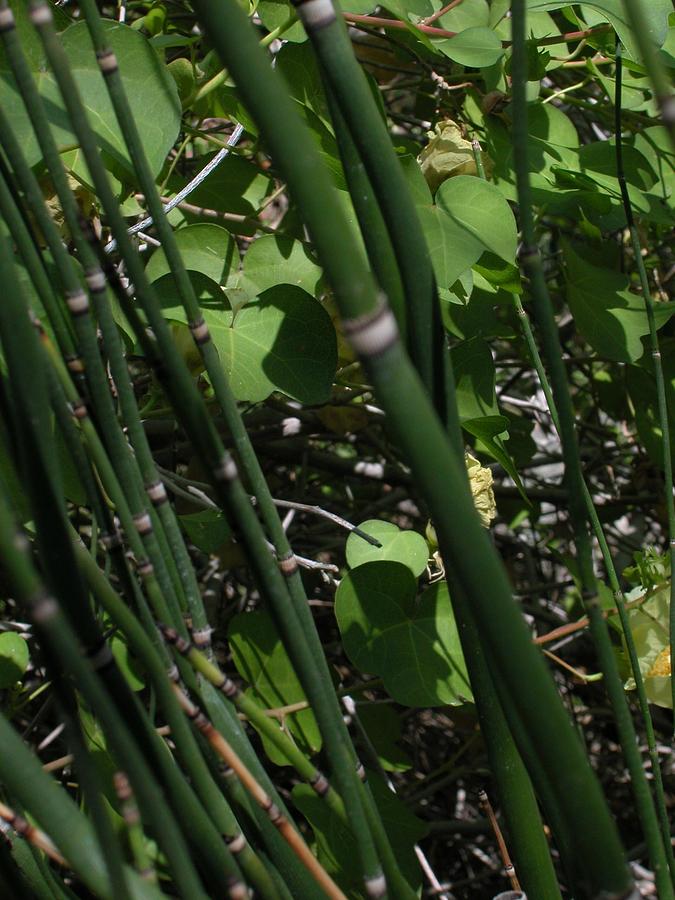 Green Bamboo Photograph - Bamboo Green by Nancy Ann Vaughn